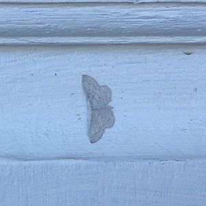 Meet your Posher, Bella